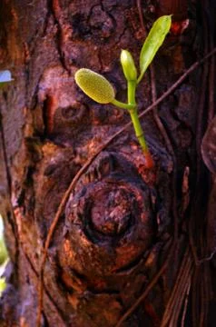 Outgrowth from a tree Stock Photos