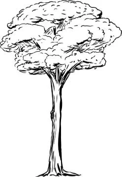 Outined Tall Tree Stock Illustration
