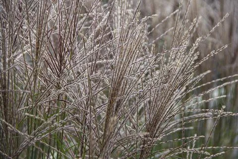 Outline in autumn, selective sharpness Foto stock