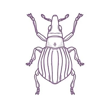 Outline Beetle Bug Insect Stock Illustration
