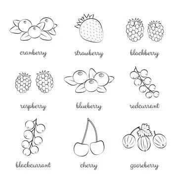 Outline berries set. Stock Illustration