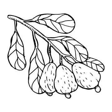Outline cashew nut set. Vector illustration on brown background. Stock Illustration