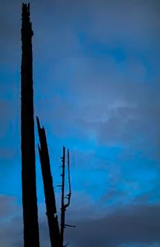 Outline of dead trees on cloudy blue sky background. Stock Photos