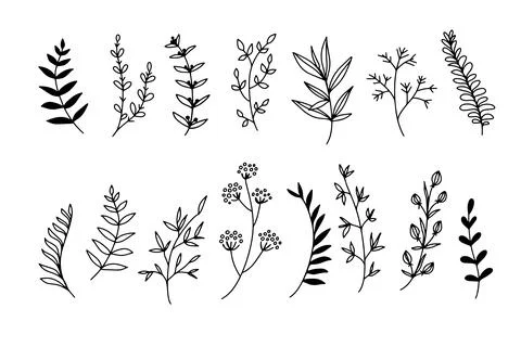 Outline doodle plant elements. Beautiful twigs of plants lines 库存插图