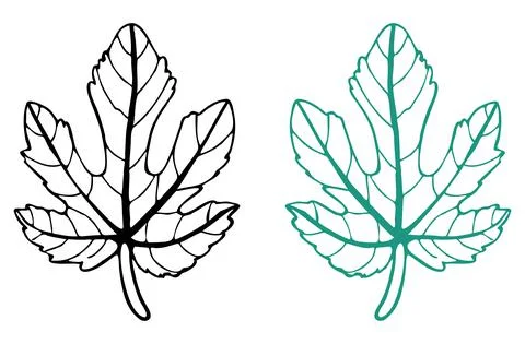 Outline drawing of a fig leaf in black and green Stock Illustration