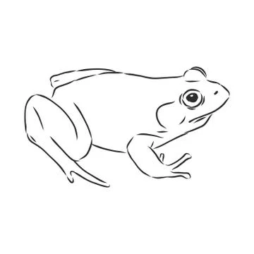 Outline drawing of a frog isolated on white, frog vector sketch illustration Stock Illustration