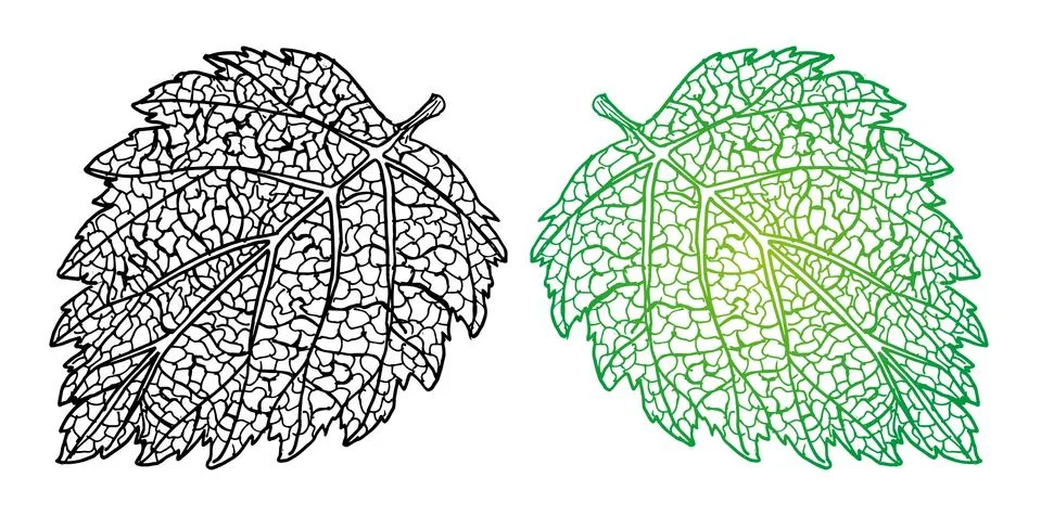 Outline drawing of a raspberry leaf sketch without an internal background Stock Illustration