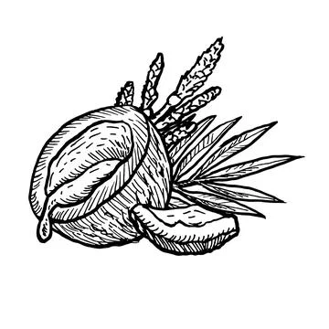 Outline etching coconut composition with raw nut, flowers and leaves. Ink Stock Illustration