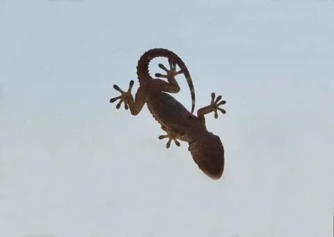 Outline of gecko 스톡 사진