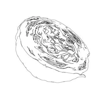 Outline of half a cabbage in a cut from black lines isolated on a white Stock Illustration
