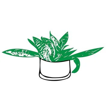 Outline hand drawing vector illustration of a green decorative plant Sansevieria Stock Illustration