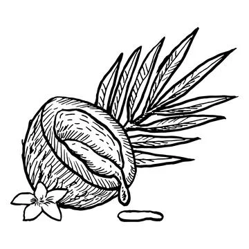 Outline hand drawn coconut vector illustration. Half of nut with milk and f.. Stock Illustration