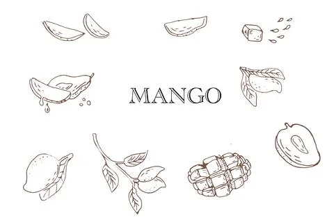 Outline Hand drawn Mango fruit in sketch art illustration イラスト素材