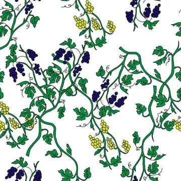 The Outline hand drawn vector illustration of a green grape vine plants with Stock Illustration