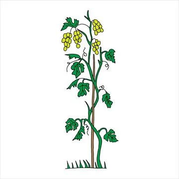 The Outline hand drawn vector illustration of a green grape vine plant with n Stock Illustration