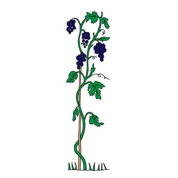 The Outline hand drawn vector illustration of a green grape vine plant with n Stock Illustration