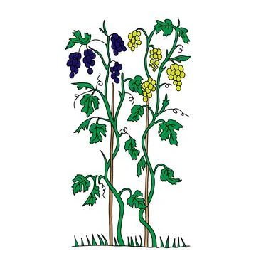 The Outline hand drawn vector illustration of a green grape vine plants with Stock Illustration