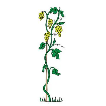 Outline hand drawn vector illustration of a green grape vine plant with fruit Stock Illustration