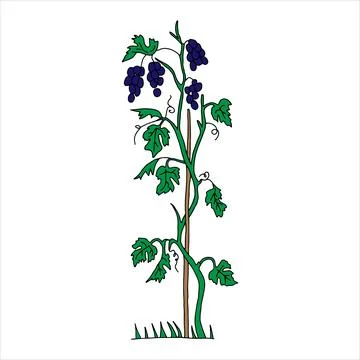 Outline hand drawn vector illustration of a green grape vine plant with navy Stock Illustration