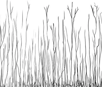 Outline illustration of tall thin trees Stock Illustration