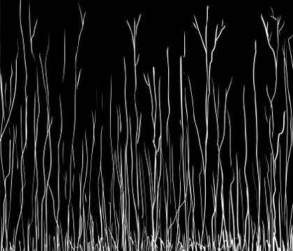 Outline illustration of tall thin trees Stock Illustration