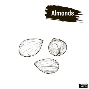 Outline image of almonds. Stockillustratie