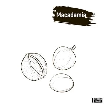 Outline image of macadamia イラスト素材
