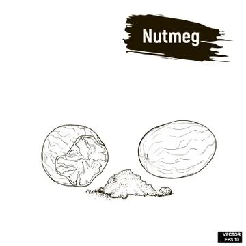 Outline image of nutmeg Stockillustratie