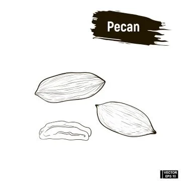 Outline image of pecan ink Stock Illustration