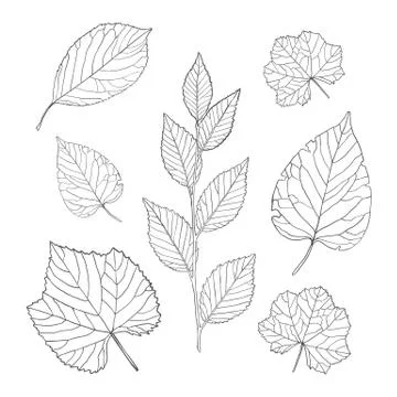 Outline leaves set Stock Illustration