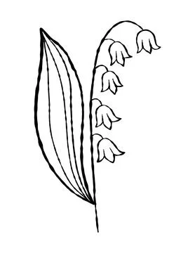 Outline lily of the Valley. May Spring Flower. Textured Hand-drawn. Vector .. Stock Illustration