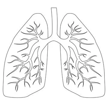 Outline of lungs with bronchi isolated on white. Icon or design element. Stock Illustration