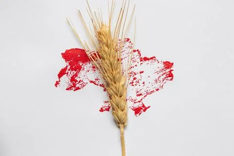 The outline of the map of Ukraine, drawn in red paint and an ear of wheat o.. Stock Photos