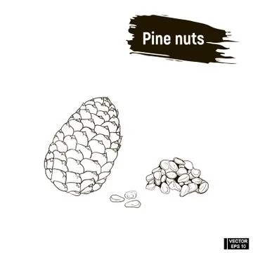 Outline pattern of cedar nuts Stock Illustration