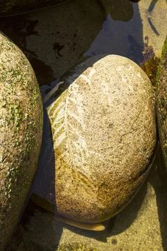 The outline pattern of seaweed left on a granite boulder, Conrwall, UK. Stock Photos