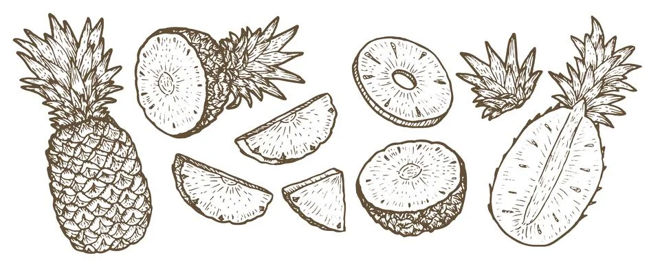 Outline Pineapple vector set. Whole fruit, slices, rings and leaves, tropical Stock Illustration