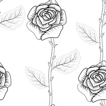 Outline rose on white background. Vector floral pattern. Background decoratio 스톡 일러스트
