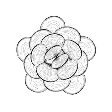 Outline of seashells stacked on top of each other in a circle of black lines Stock Illustration