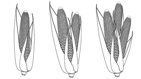Outline set of ripe corn cobs with grains and leaves isolated on white Stock-Illustration