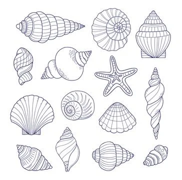 Outline Shell collection. Isolated underwater sea conch. linear hand drawin.. Stock Illustration