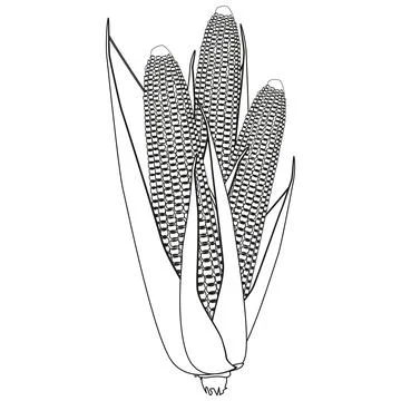 Outline of three corn cobs with grains and leaves isolated on white Stock Illustration