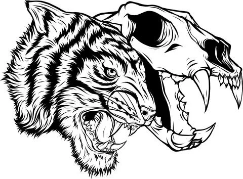 Outline of Tiger head vector illustration design 库存插图