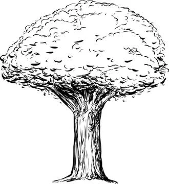 Outline of Tree with Thick Trunk Stock Illustration