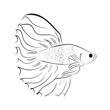 Outline Vector Betta or siamese fighting fish, Big and Beautiful Tail Stock Illustration