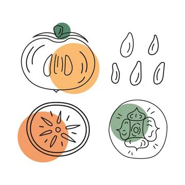 Outline vector illustration of persimmons whole and cut with pits. Abstract 스톡 일러스트