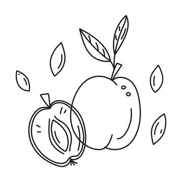 Outline vector illustration of plum or apricot whole and cut with pits. Stock Illustration