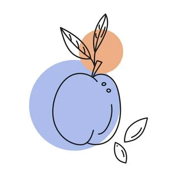 Outline vector illustration of a plum with pits, abstract color in the form of a 스톡 일러스트
