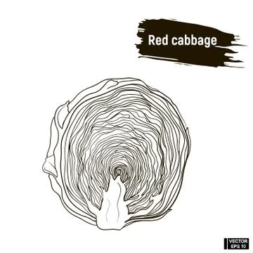 Outline vegetable, red cabbage sketch. Stockillustratie