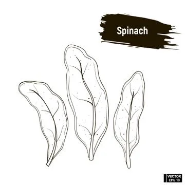 Outline vegetable, spinach sketch. Иллюстрация