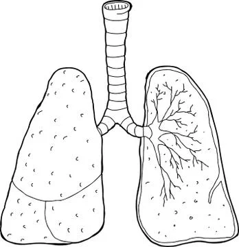 Outlined cross section lungs Stock Illustration
